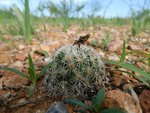 Coryphantha gracilis (Coryphantha gracilis)
