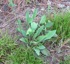 Arnoglossum