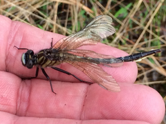 Phanogomphus australis
