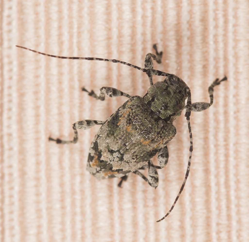 Leptostylus subfurcatus