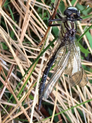 Phanogomphus australis
