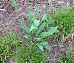 Arnoglossum