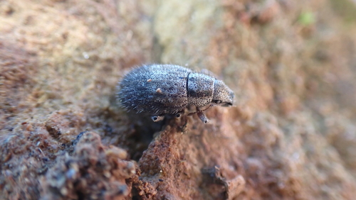 Strophomorphus porcellus