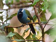 Crested Berrypecker photo 1