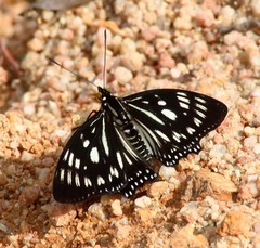 Euripus nyctelius