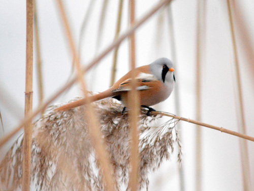 Bigotudo (Panurus biarmicus)
