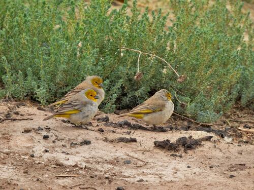 Citron-headed Yellow Finch (Sicalis luteocephala), photo 6