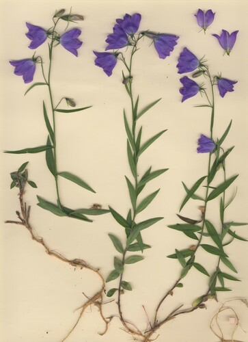Ficaria-achtig klokje (Campanula ficarioides)