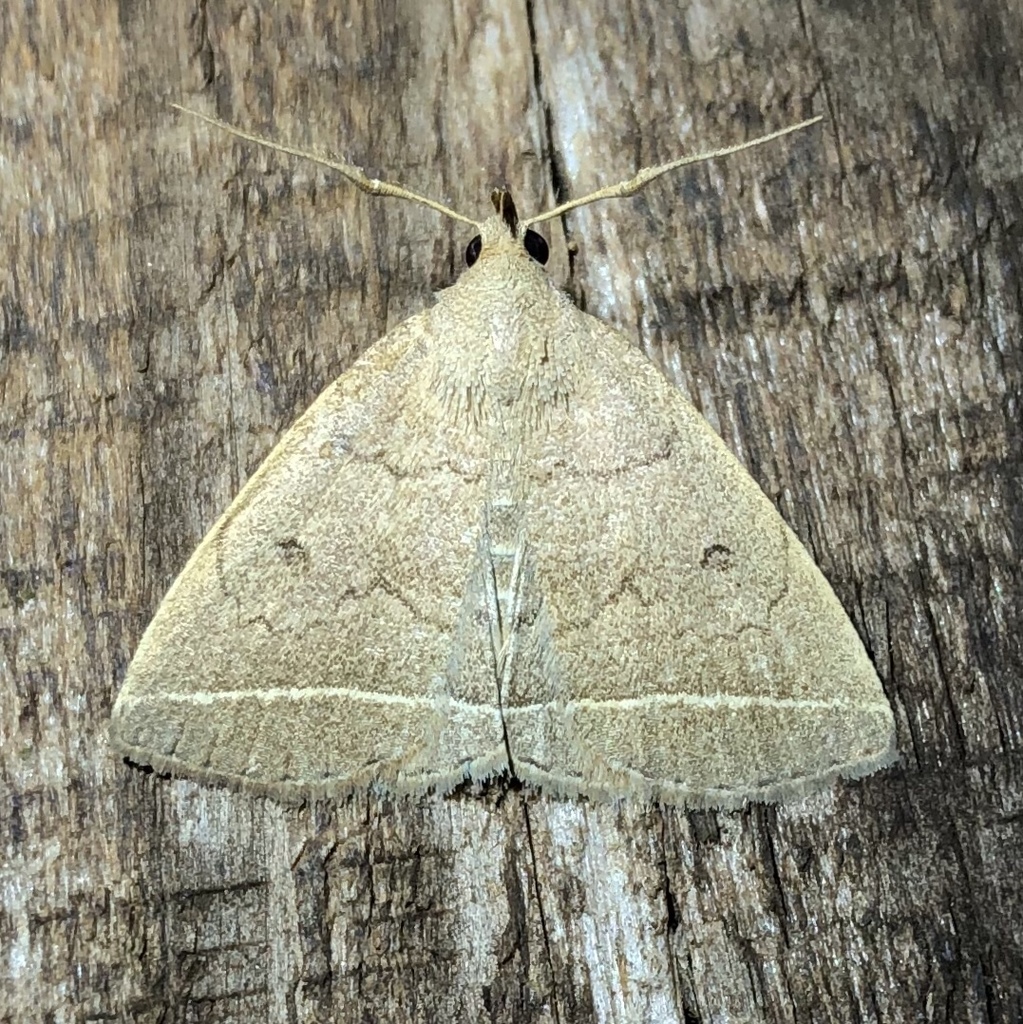 Yellowish Fan-foot