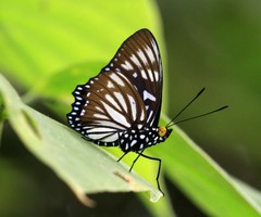 Euripus nyctelius