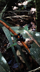 Geonoma macrostachys