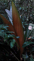 Geonoma macrostachys