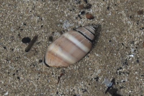 Beerbarrel Shell