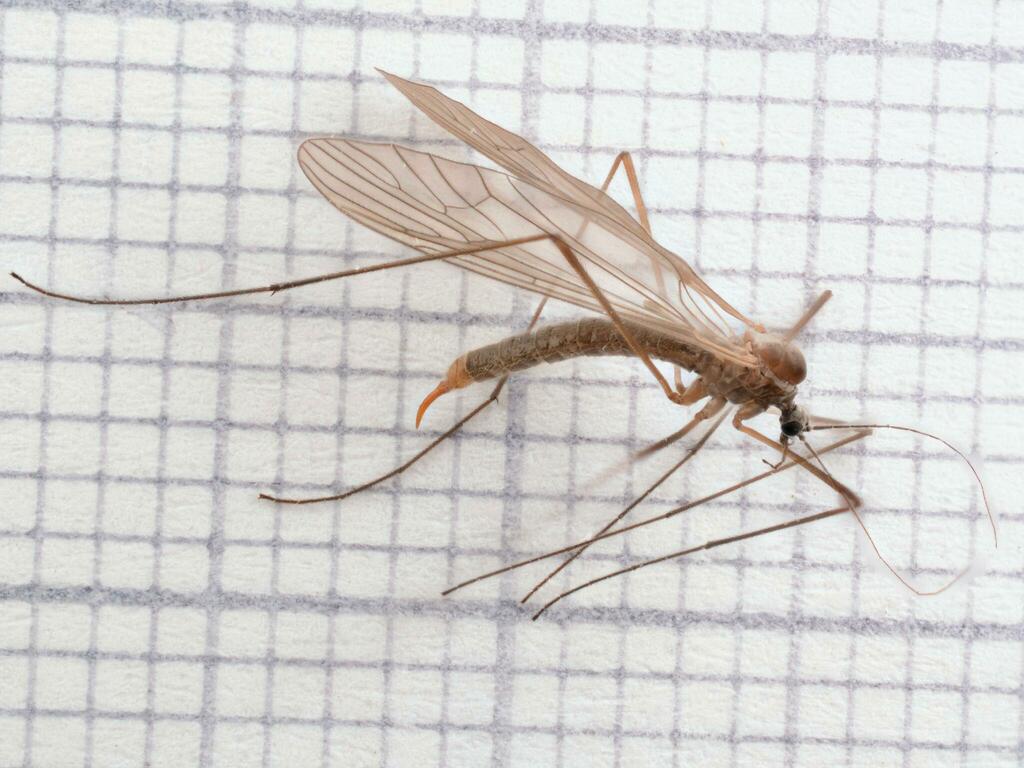 Trichocera major