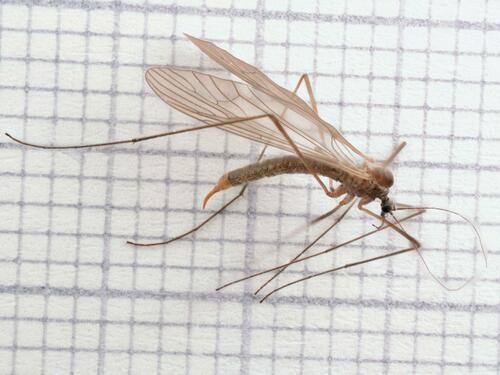 Trichocera major