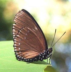 Euripus nyctelius