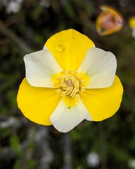 Hesperomecon linearis