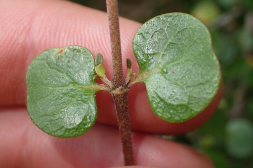 Coprosma neglecta