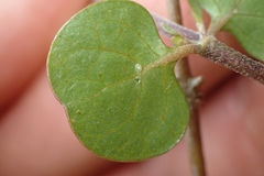 Oscar Dove, CC BY, iNaturalist via GBIF Coprosma neglecta, photograph Oscar Dove, CC BY, iNaturalist via GBIF