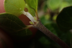 Oscar Dove, CC BY, iNaturalist via GBIF Coprosma neglecta, photograph Oscar Dove, CC BY, iNaturalist via GBIF