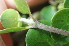 Oscar Dove, CC BY, iNaturalist via GBIF Coprosma neglecta, photograph Oscar Dove, CC BY, iNaturalist via GBIF