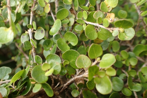 Coprosma neglecta, photograph 4
