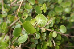Oscar Dove, CC BY, iNaturalist via GBIF Coprosma neglecta, photograph Oscar Dove, CC BY, iNaturalist via GBIF