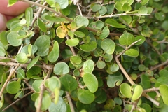 Coprosma neglecta, photograph Oscar Dove, CC BY, iNaturalist via GBIF
