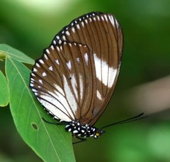 Euripus nyctelius