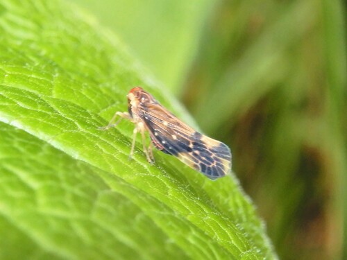 Eocenchrea maorica, 2023-11-08