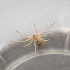 Philodromus anomalus