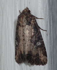 Mesapamea fractilinea