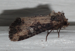 Mesapamea fractilinea