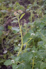 Phacelia malvifolia