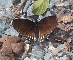 Euripus nyctelius
