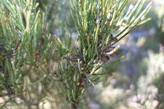 Hakea microcarpa