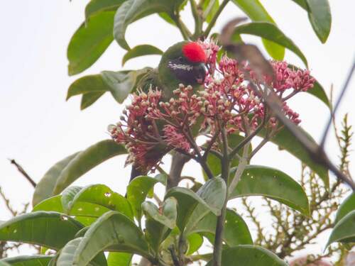 Oreopsittacus arfaki observed 2023-09-04