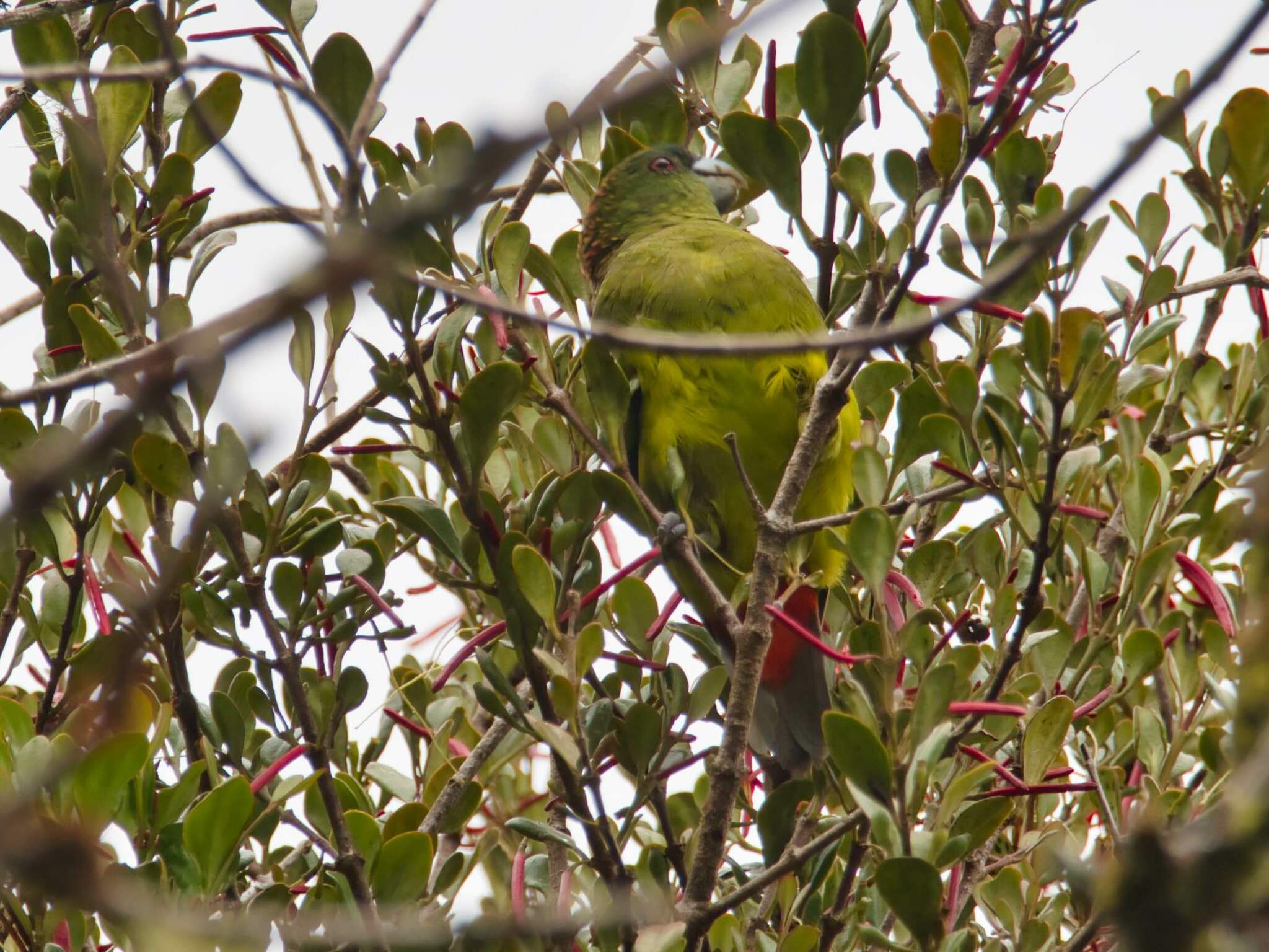Madarasz's Tiger Parrot (Psittacella madaraszi), photo 1