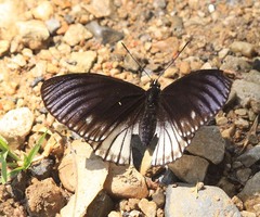 Euripus nyctelius