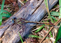 Phanogomphus cavillaris