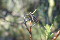 Hakea microcarpa