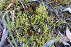 Scleranthus biflorus