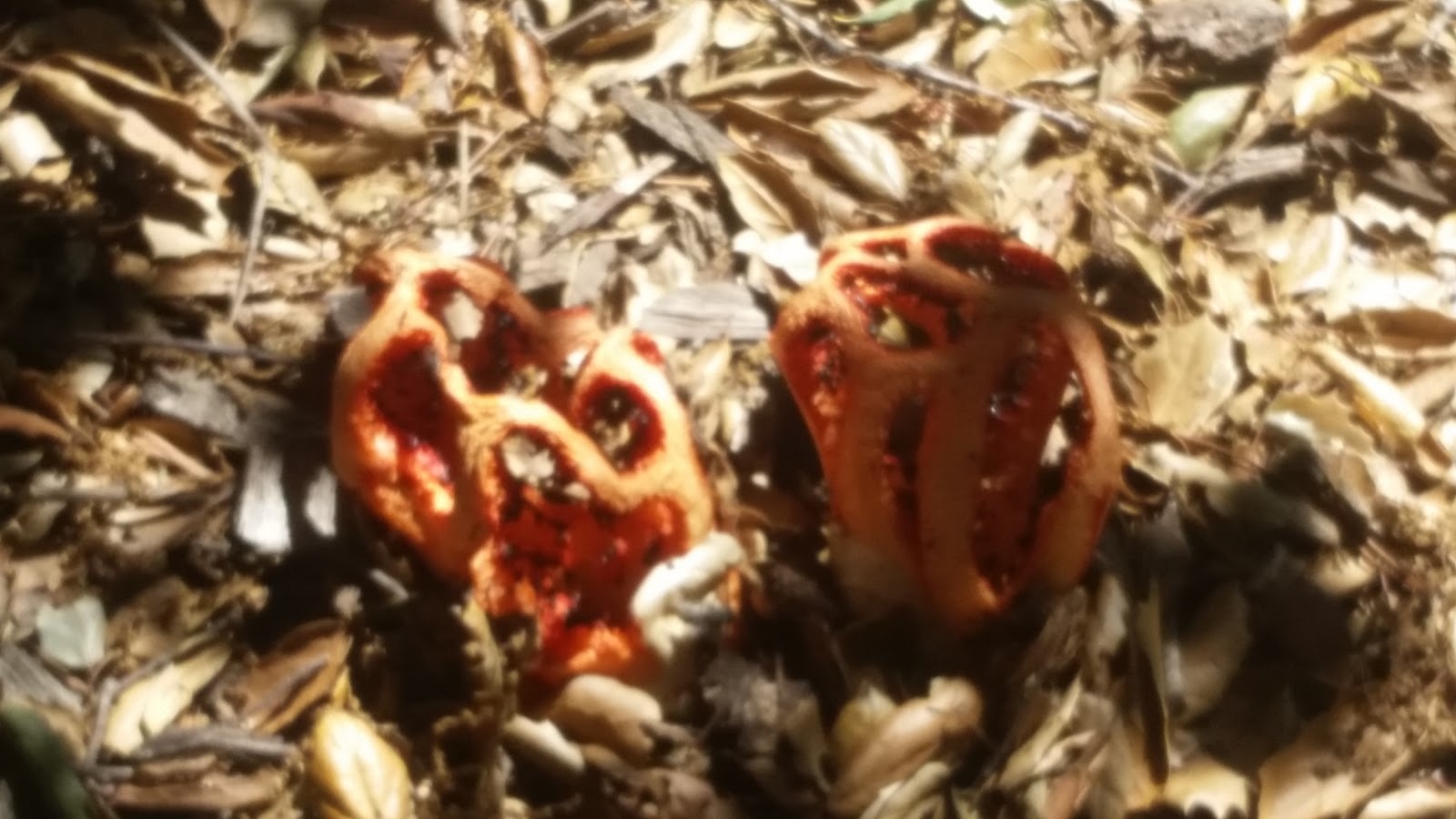 Clathrus image