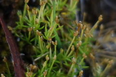 Scleranthus biflorus