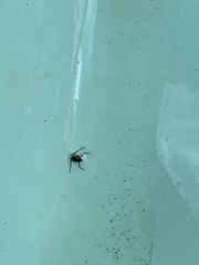 Gerromorpha