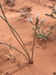 Androstephium breviflorum
