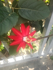 Coccinea