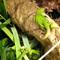Liolaemus cyanogaster
