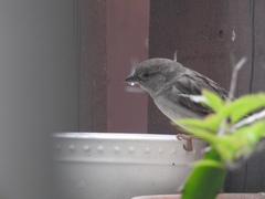 Passer domesticus