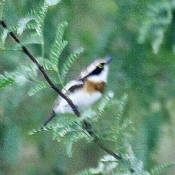 Senegal Batis (Batis senegalensis), photo 10